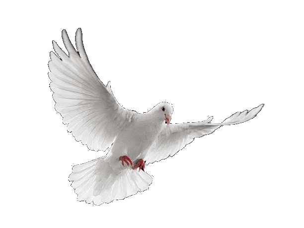 flying dove